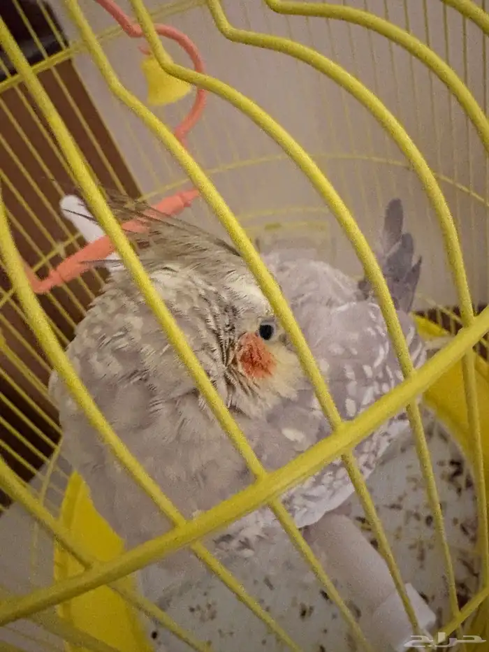 كروان للبيع 5