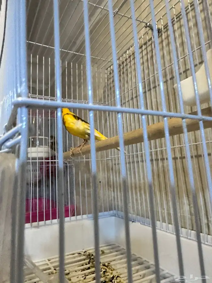 كناري تغريد 2