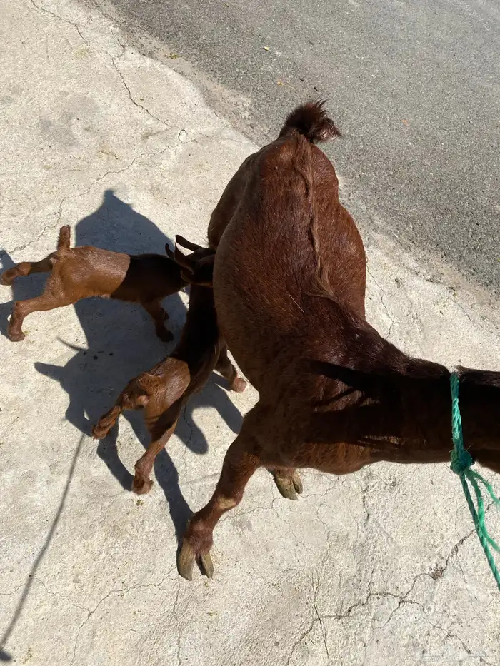 للبيع مع صغارها اعمارهم اسبوع 1