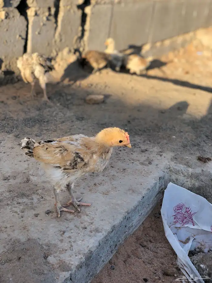 صيصان بلدي العمر شهر 1