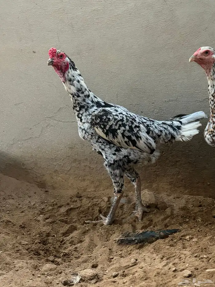 دجاج سندي من حلال العم غبشان 4