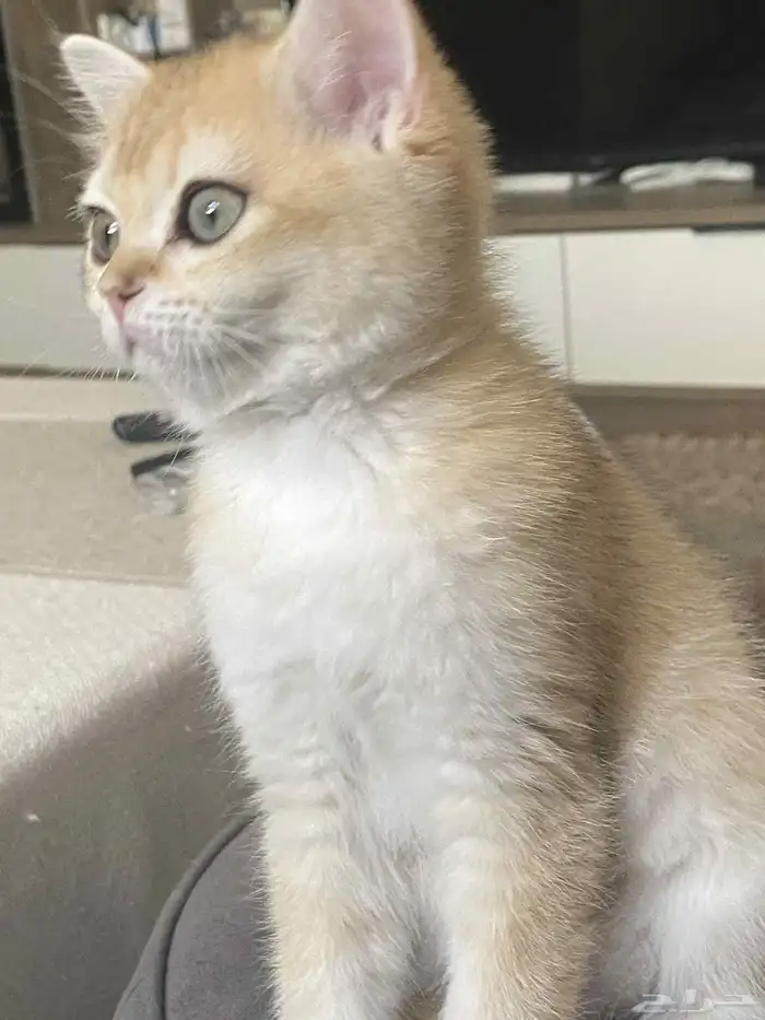 قطه سكوتش ستريت Scottish straight 2