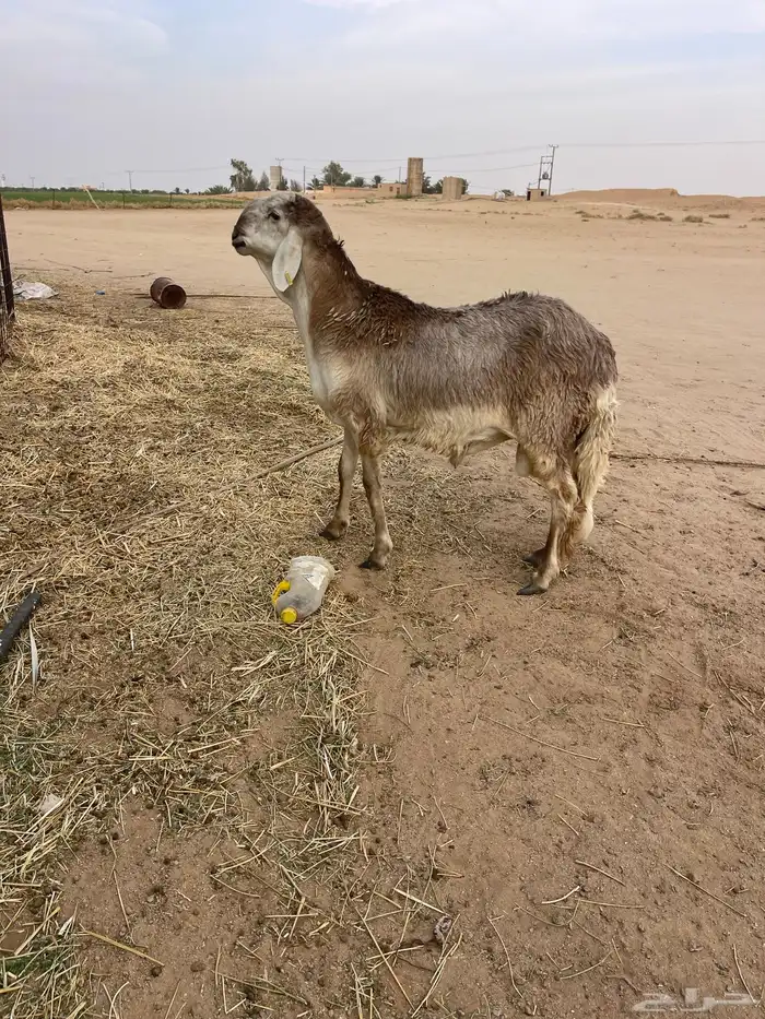 خروف ساكني الي بيذبح او يفحل 1