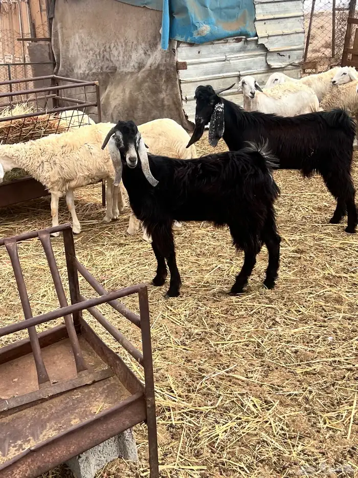 تيوس عوارض ذبايح 2