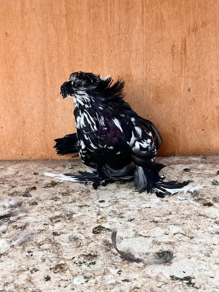 طبه بخارة سبلاش وتايقر 10