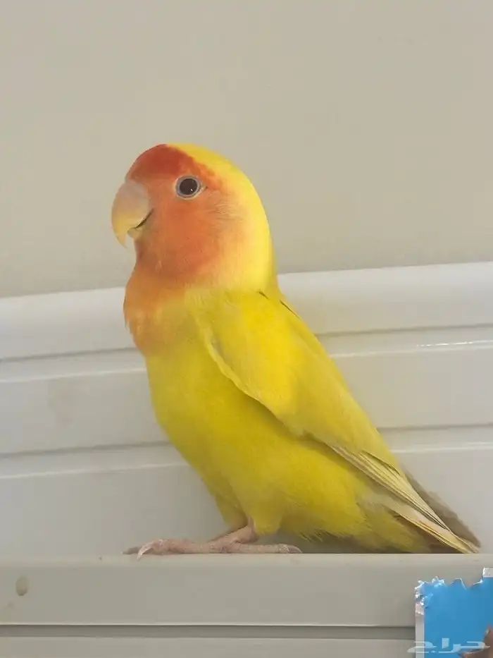 روز اصفر انثى 0