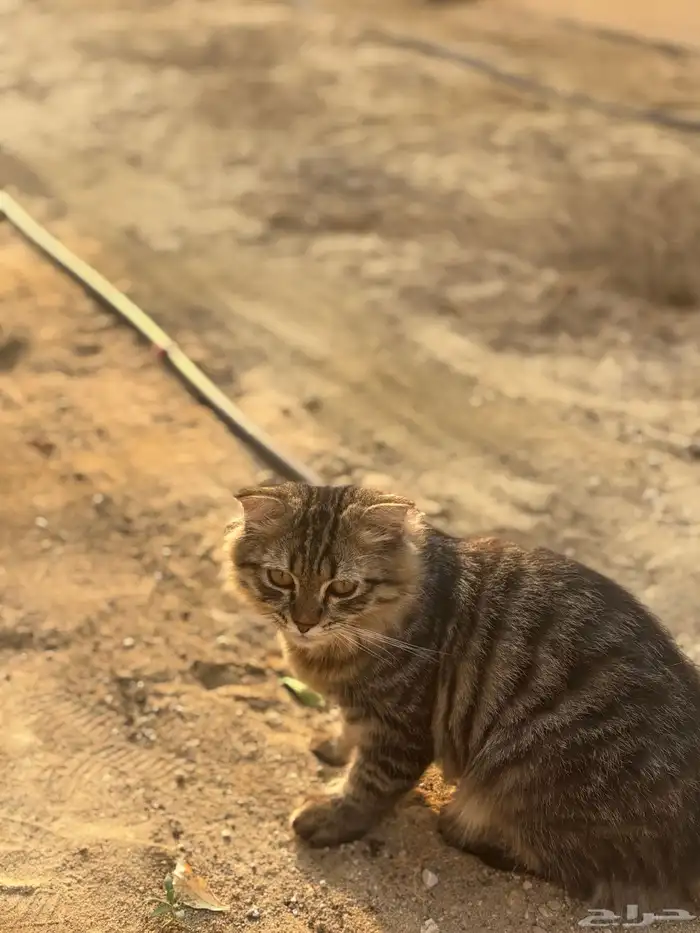 قطط ذكر و 2 انثى للتبني كلهم 3