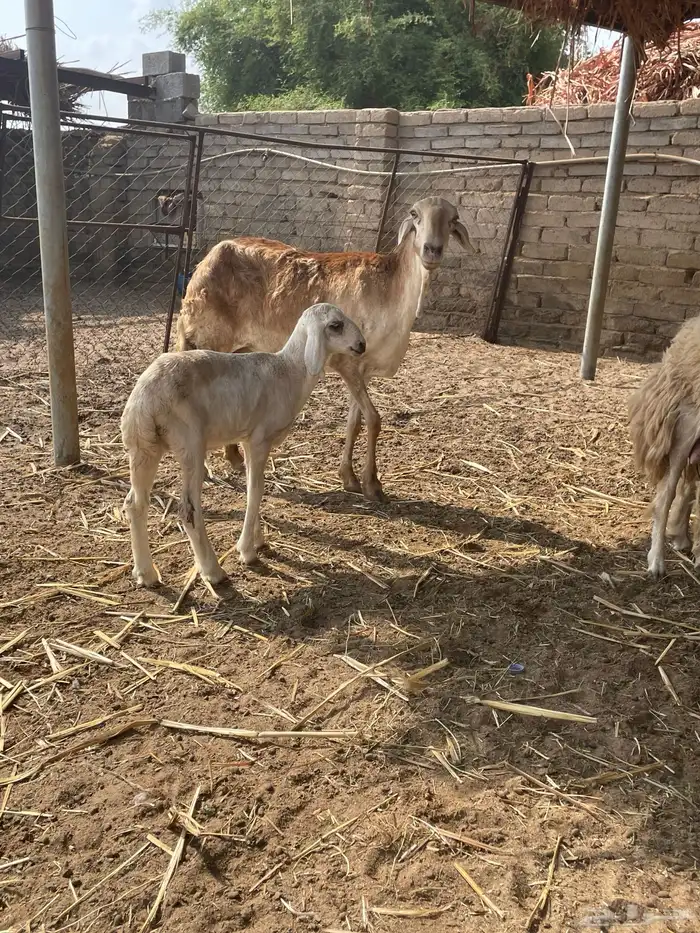 نعجه سواكني تحتها طلي 3