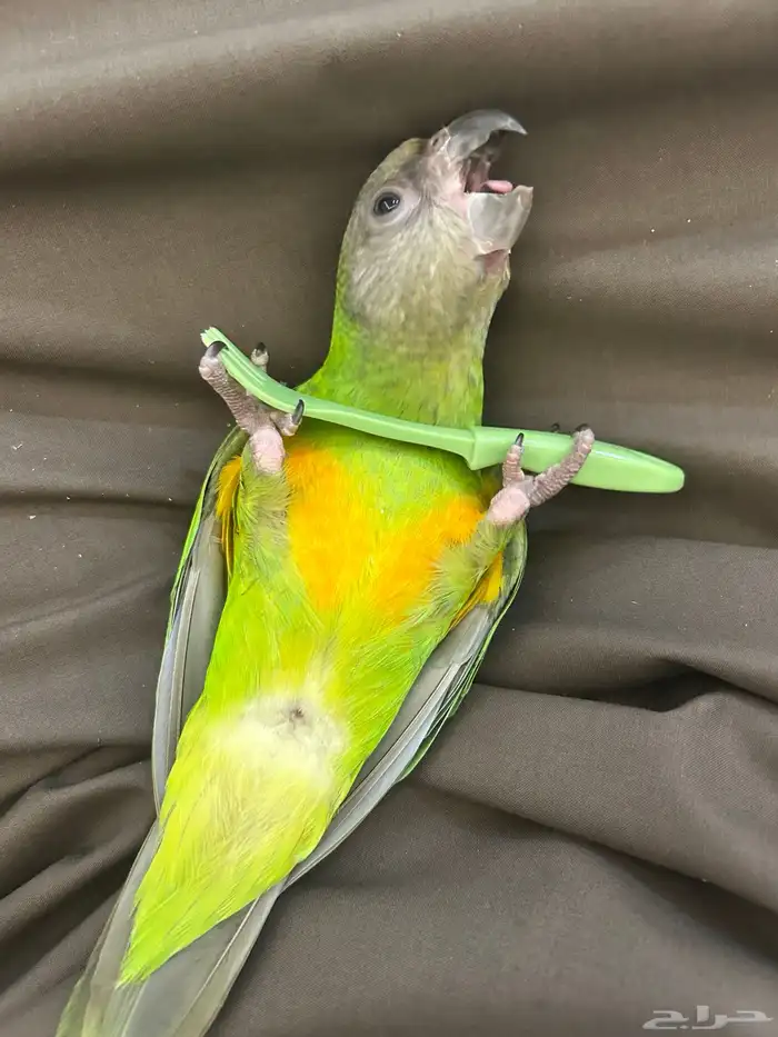 ببغاء سنغالي 3