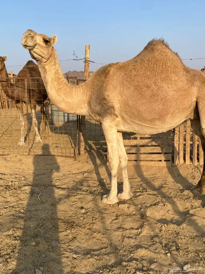 لقحات نياق مراح واحد وسم واحد ملاقي الحد من6800 2