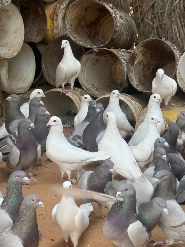 حمام فرنسي   سلفر 6