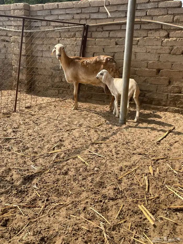 نعجه سواكني تحتها طلي 2