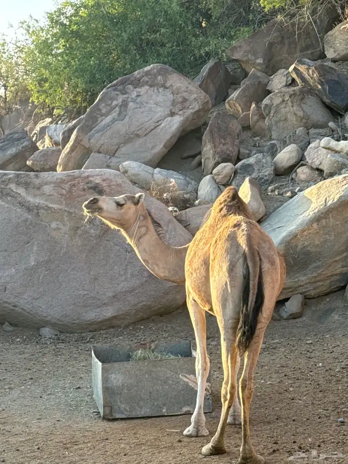 للبيع ماخضين 1