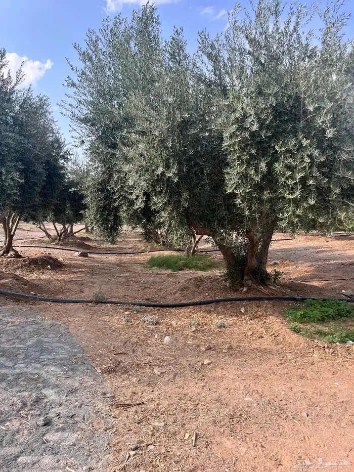 شجر زيتون كبير 2