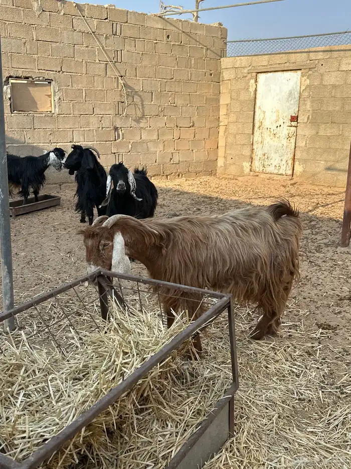 معزا دفيع حصيب 0