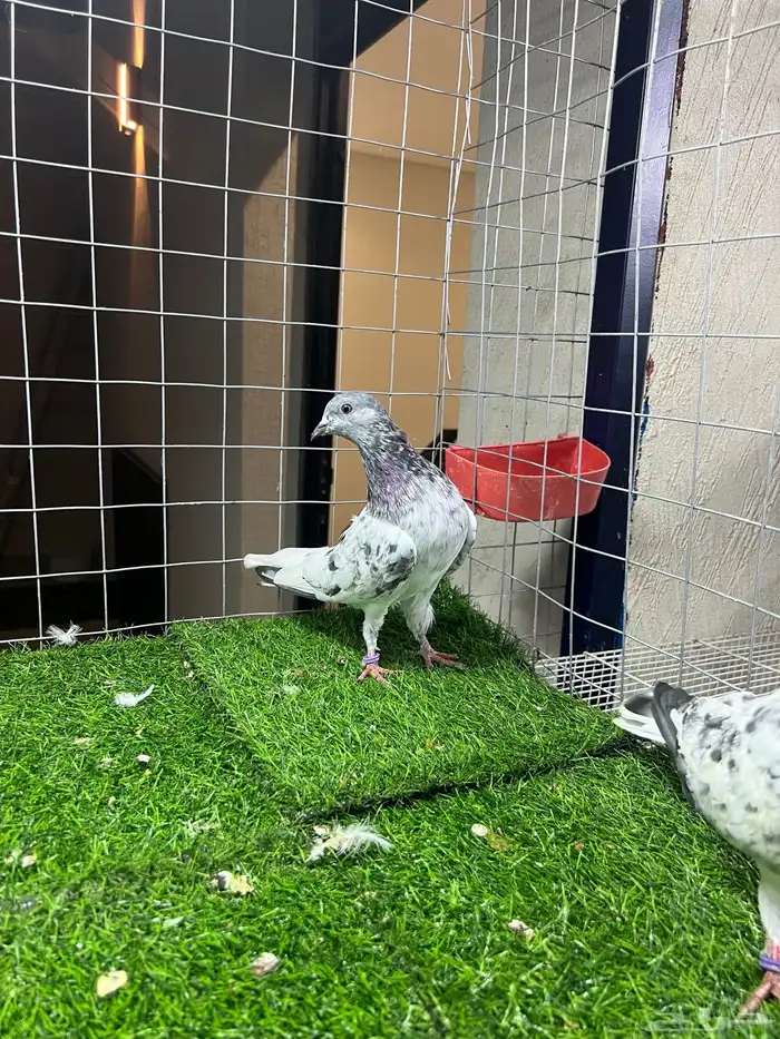 زوج باكستاني شت والا 1