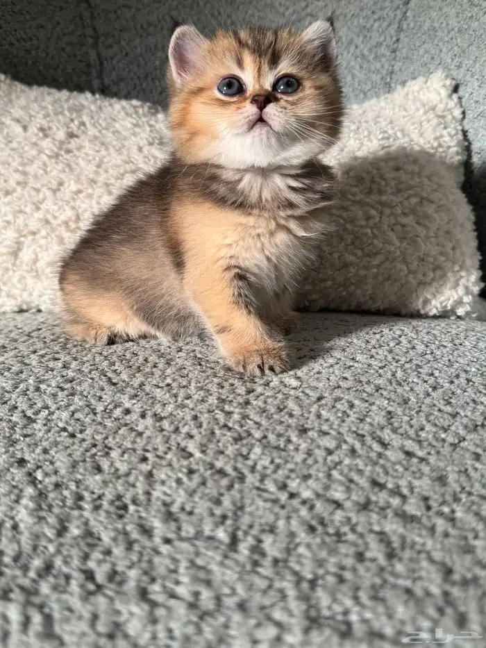 قطط سكوتش تربل فولد وبرتش للحجز 4