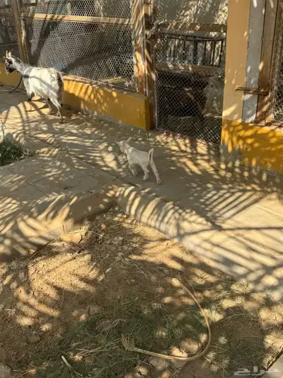 ماعز قزمية معها حفرتين عنقان index