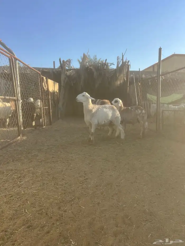 فحل سواكني 2