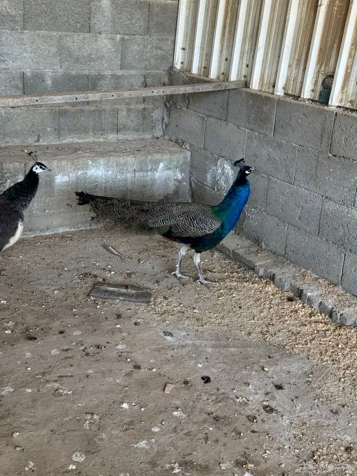 زو ج طائوس للبيع 1