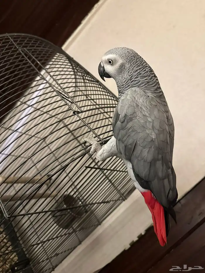 كاسكو متكلم 7