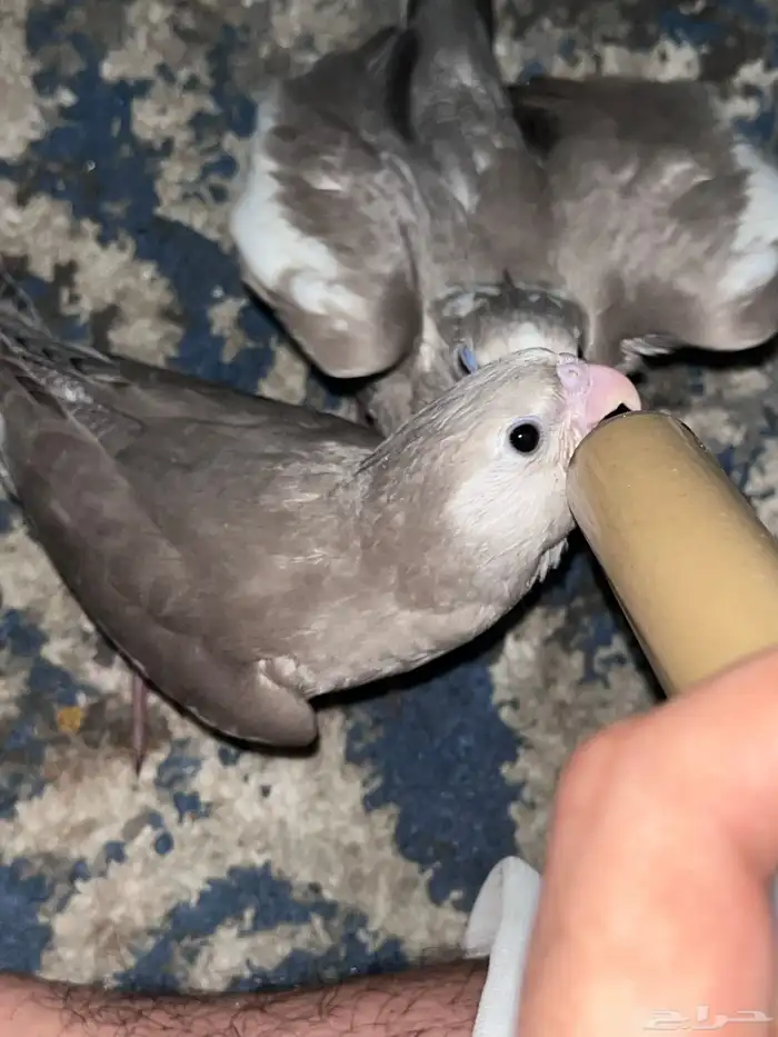 فروخ كروان 0