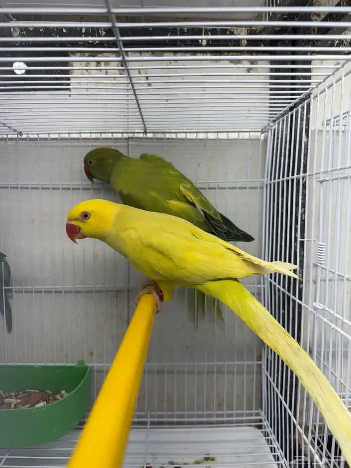 دره هولندي 6