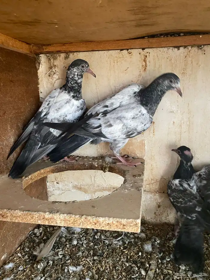 حمام باكستاني 7