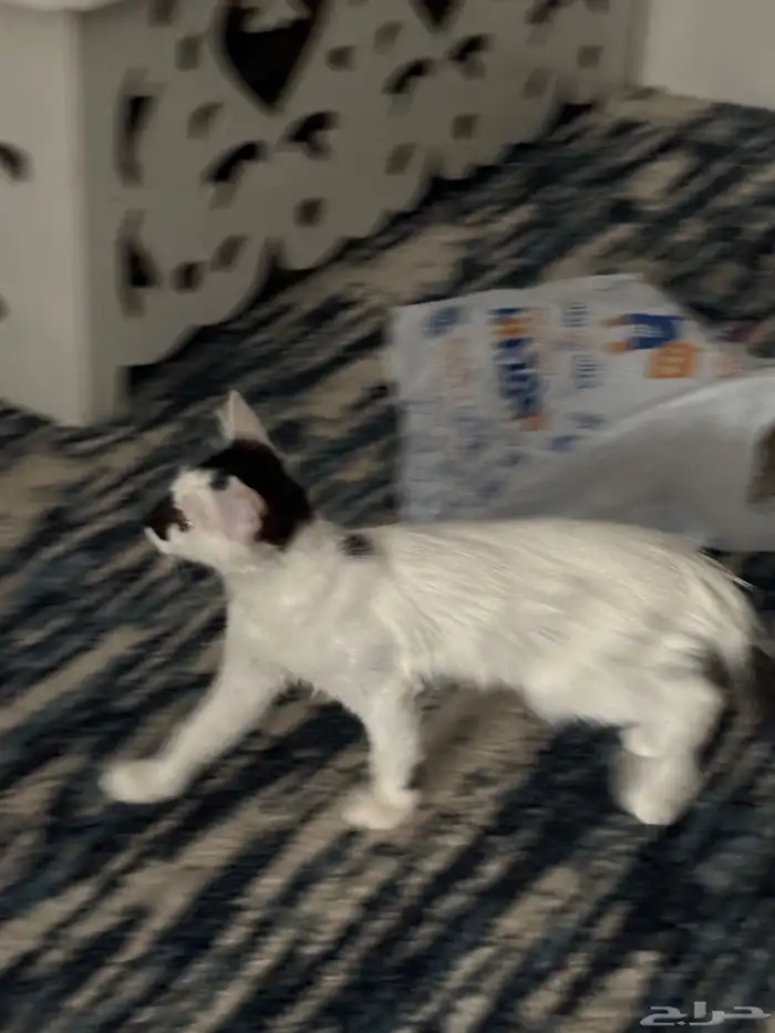 2قطط ذكر ميكس شراري 2