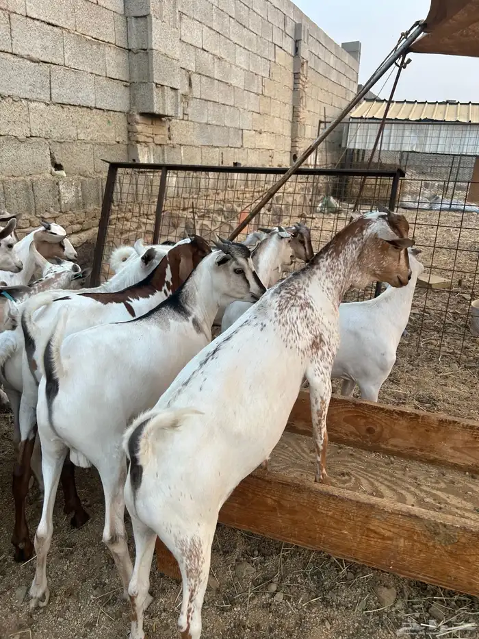 تيوس مرابي 4 شهور 2