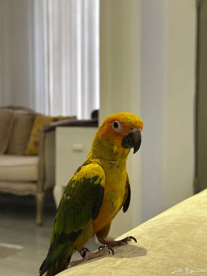 صن كنيور أليف جدا 1