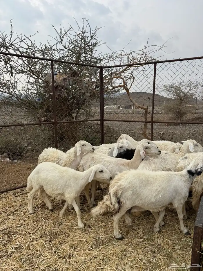 ضان ورخال حبص سرحة الحد 850 الي شرا الله يبارك له 1