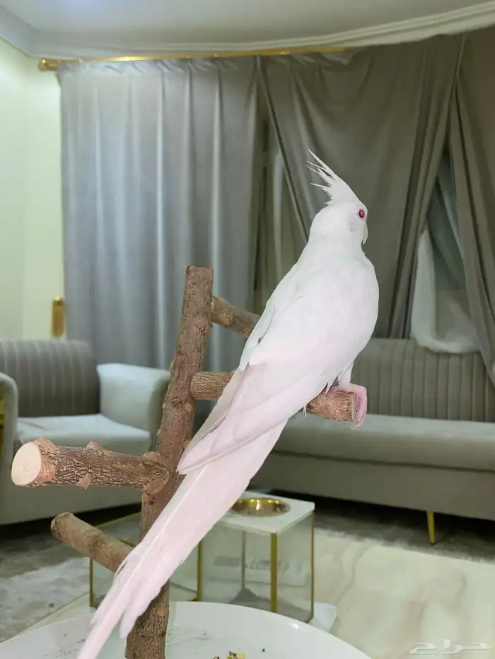 كروان اليف جدا 4