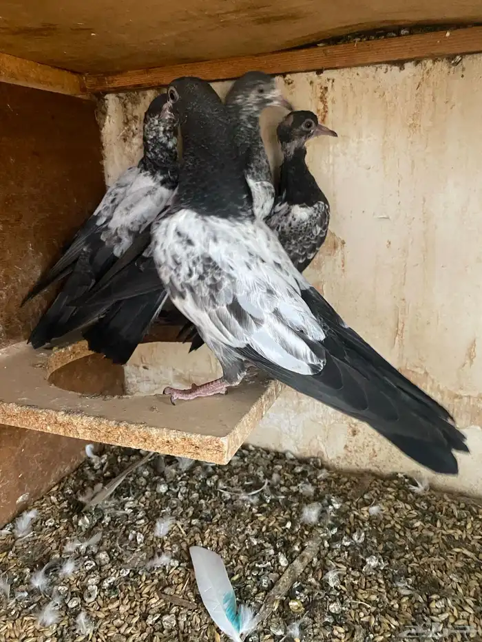 حمام باكستاني 4