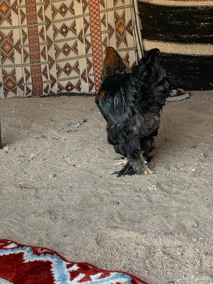 ديك براهما الماني فاخرر 5