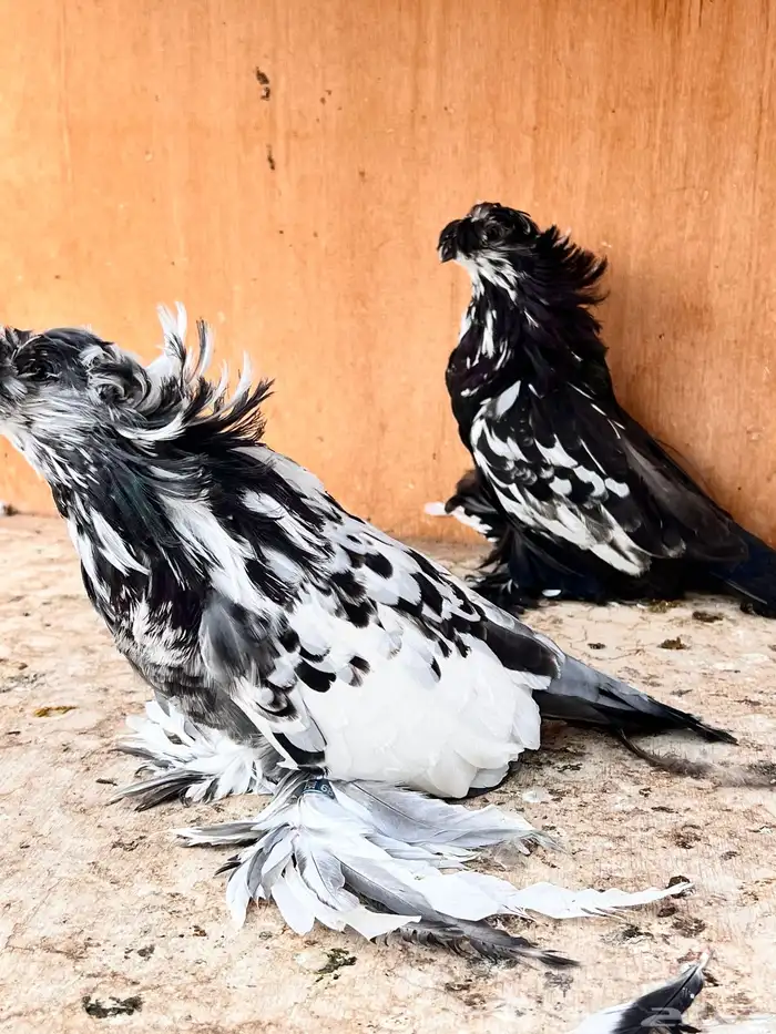 طبه بخارة سبلاش وتايقر 2