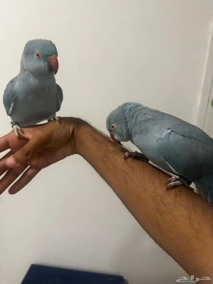 ذرة هولندي 1