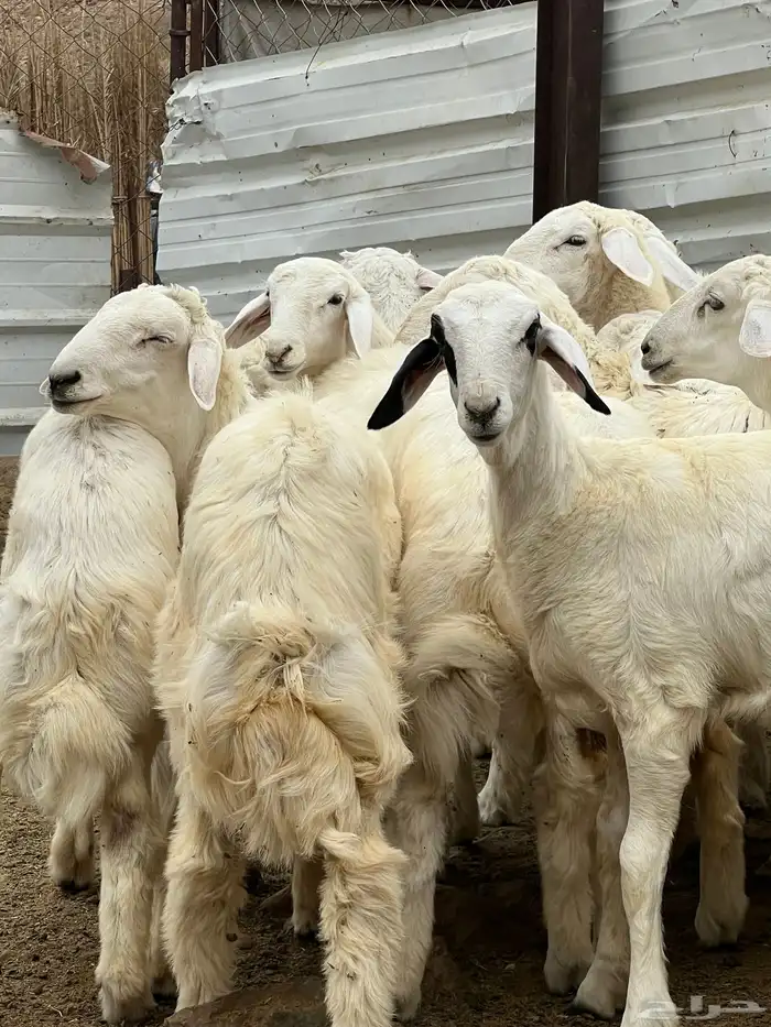 طليان فيها 4 رخال فقط العدد 13 4