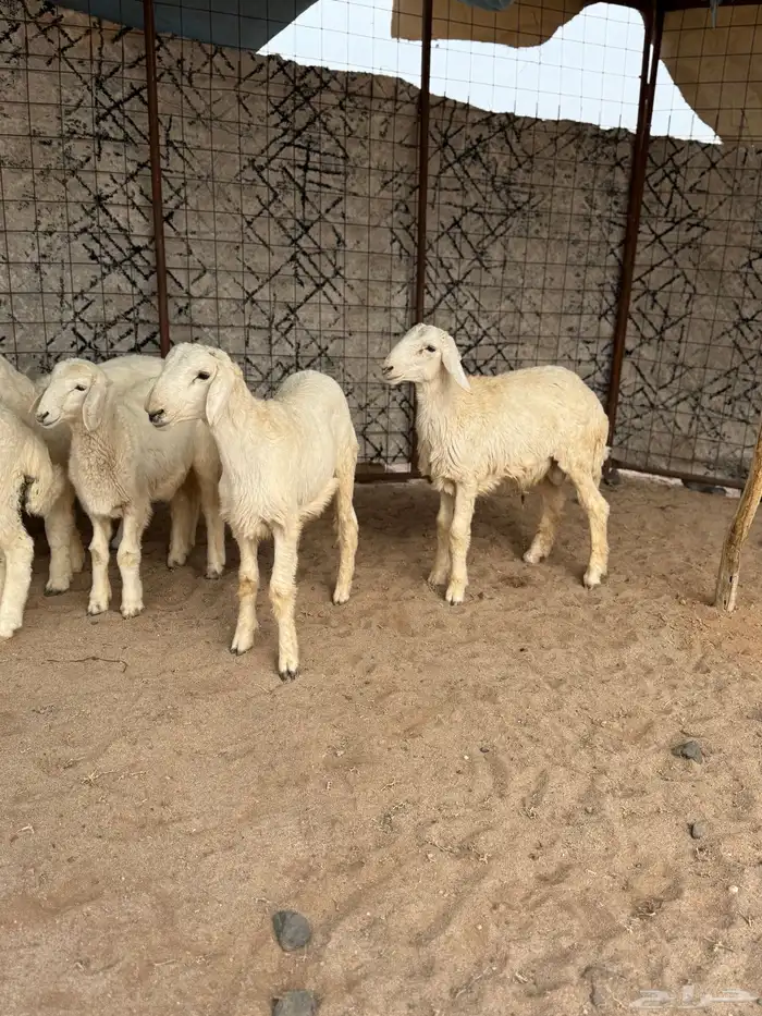 بهم مراح نضيف 1