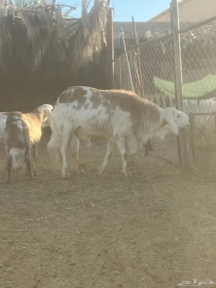 فحل سواكني 0