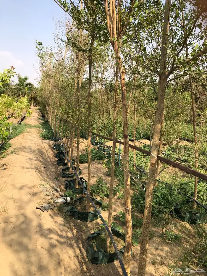 نخيل ملوكي نخيل جوز الهند نارجيل نخيل واشنطني 7