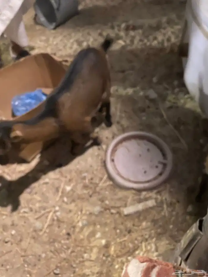 ماعز قزام مع حفرتين قزام 1