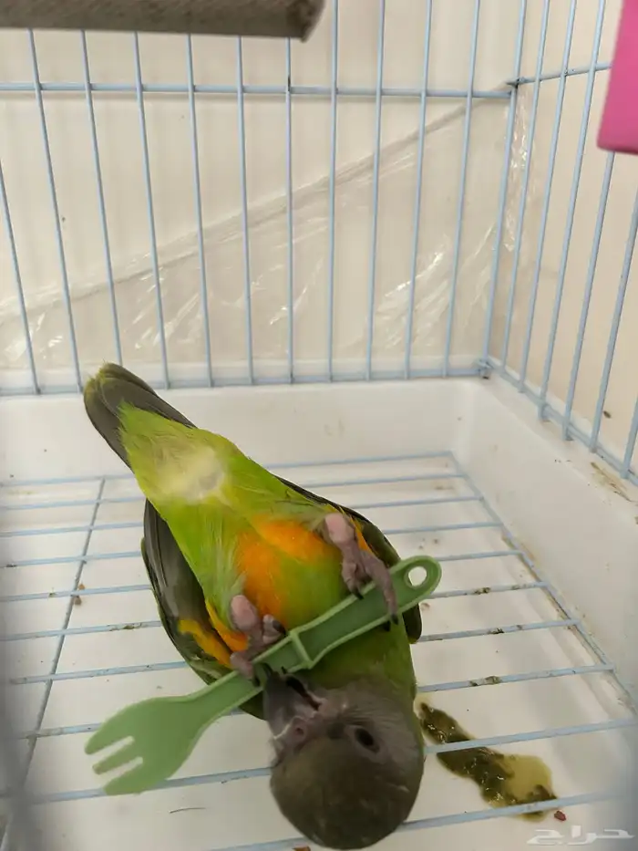 ببغاء سنغالي 4