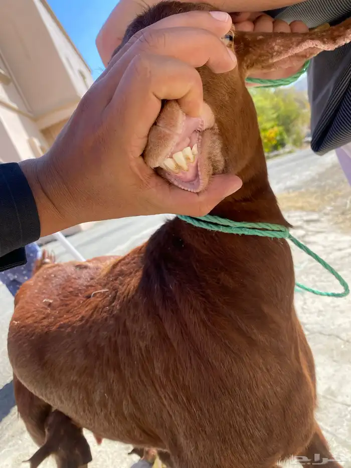 للبيع مع صغارها اعمارهم اسبوع 0