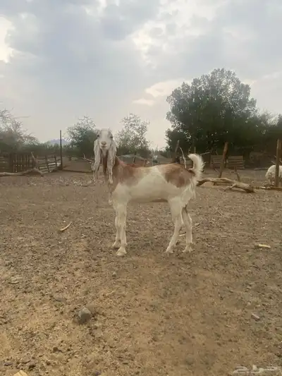 جفرة للبيع index