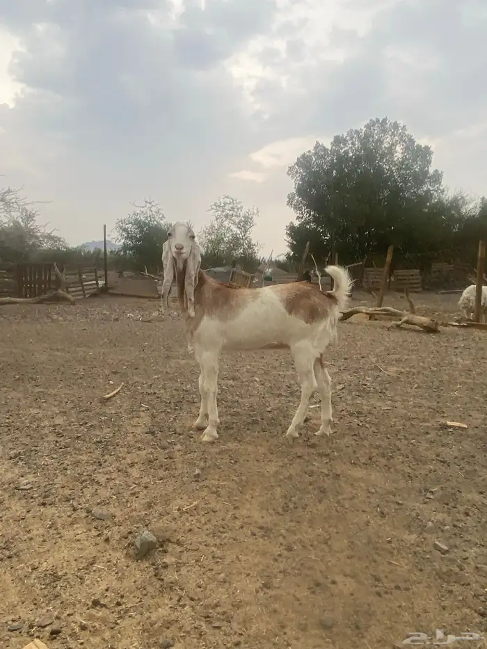 جفرة للبيع 0