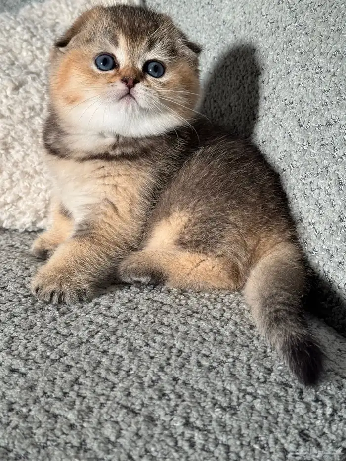 قطط سكوتش تربل فولد وبرتش للحجز 0