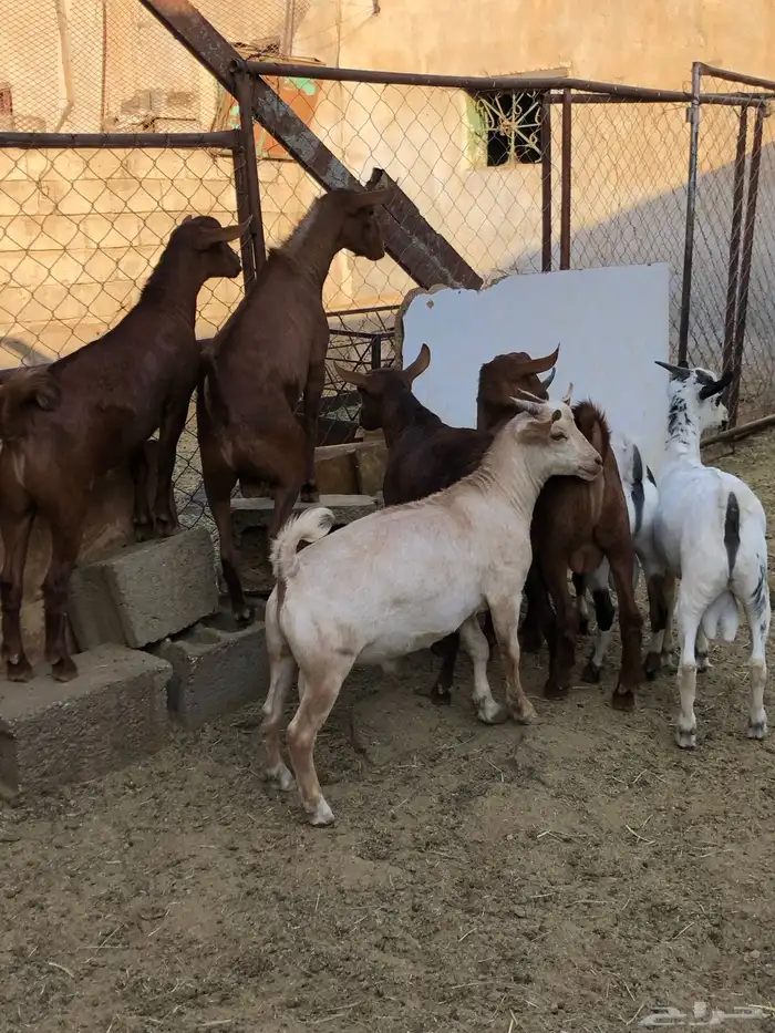 تيوس نظيفه مشروطه من كل عذروب 9