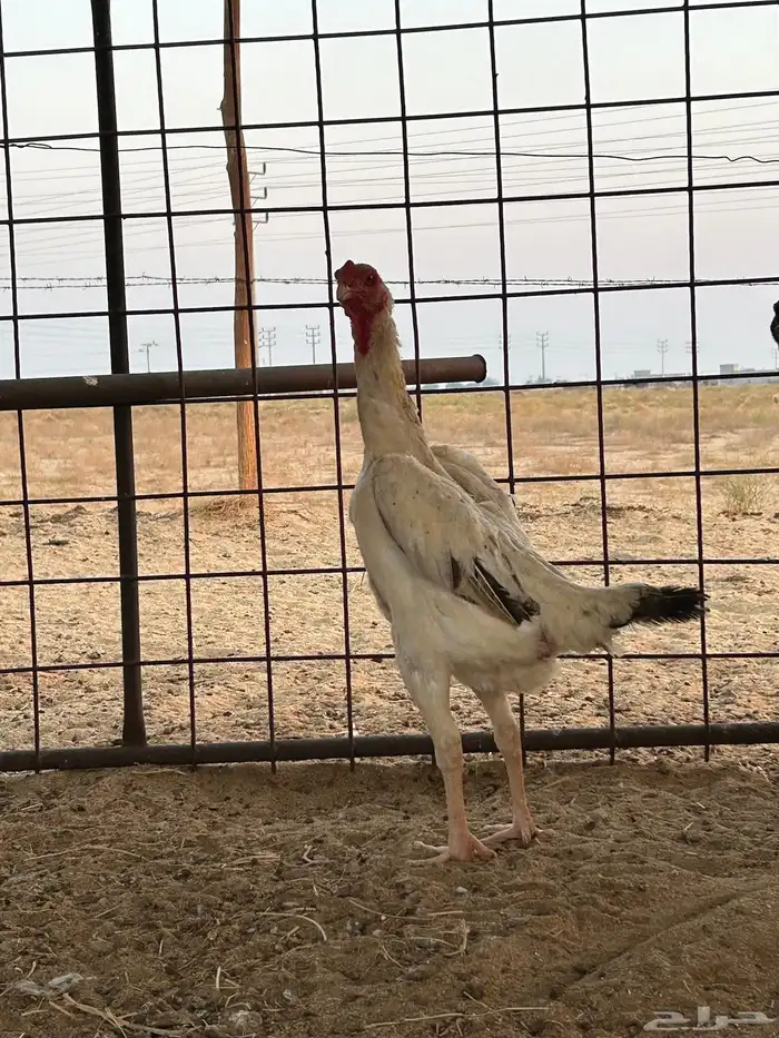 شامو ياباني تم البيع تم البيع 1