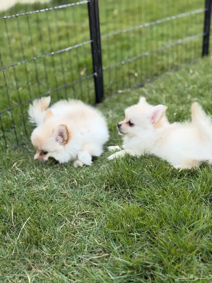 جراء بومرينيان سبيتز 13